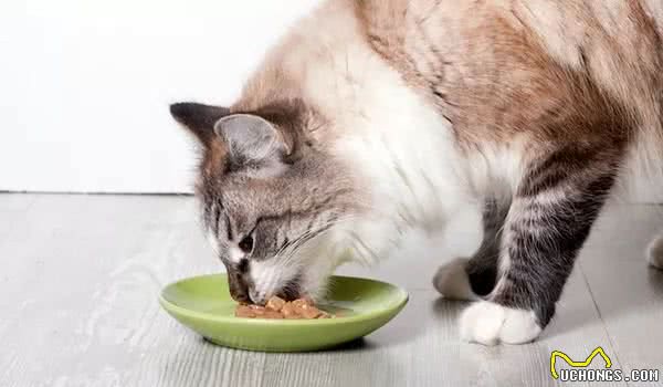 猫咪这几个“异常现象”，表明它正在忍受痛苦