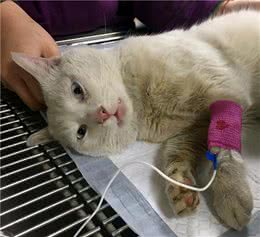 猫咪这几个“异常现象”，表明它正在忍受痛苦