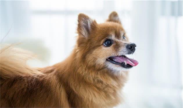犬传染性肝炎的症状以及治疗