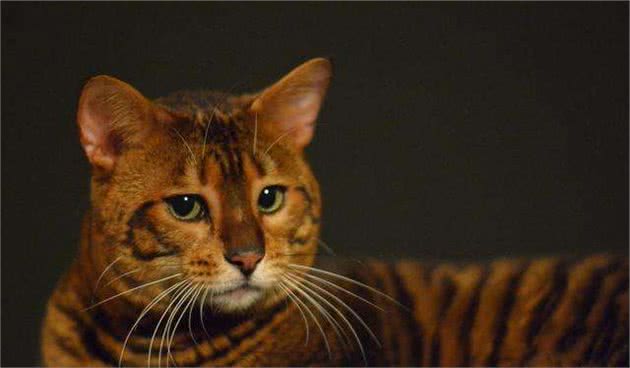 威尔斯猫，不知道你认识吗？可爱伶俐的无尾猫