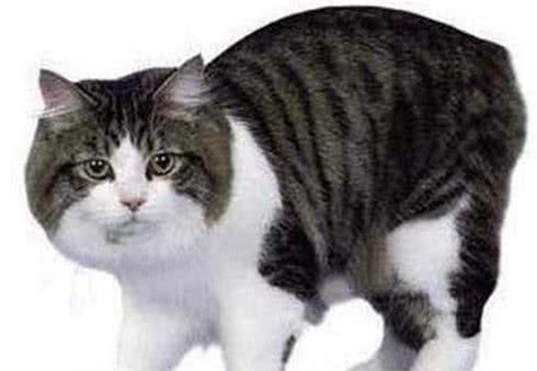 威尔斯猫，不知道你认识吗？可爱伶俐的无尾猫