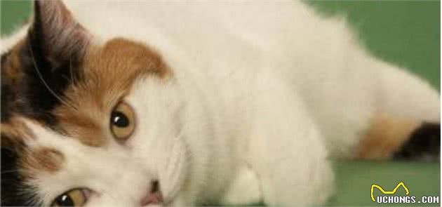 威尔斯猫，不知道你认识吗？可爱伶俐的无尾猫