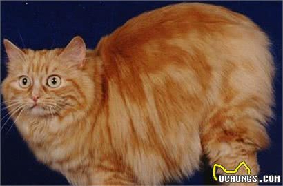 威尔斯猫，不知道你认识吗？可爱伶俐的无尾猫