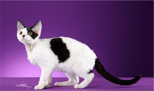 德文卷毛猫，现实中的“外星人猫”，堪称比布偶猫完美