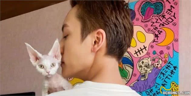 德文卷毛猫，现实中的“外星人猫”，堪称比布偶猫完美