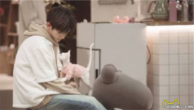 德文卷毛猫，现实中的“外星人猫”，堪称比布偶猫完美