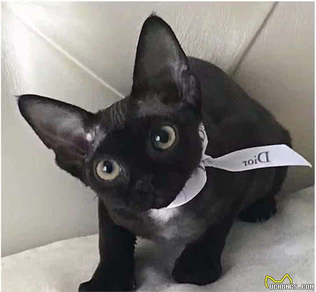 德文卷毛猫，现实中的“外星人猫”，堪称比布偶猫完美