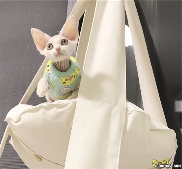 德文卷毛猫，现实中的“外星人猫”，堪称比布偶猫完美