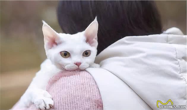 德文卷毛猫，现实中的“外星人猫”，堪称比布偶猫完美