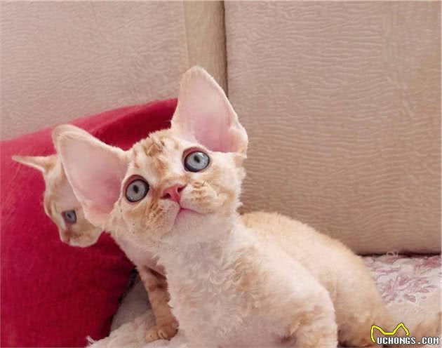 德文卷毛猫，现实中的“外星人猫”，堪称比布偶猫完美