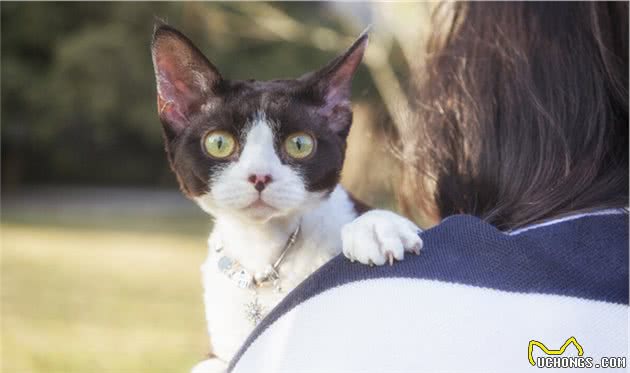 德文卷毛猫，现实中的“外星人猫”，堪称比布偶猫完美