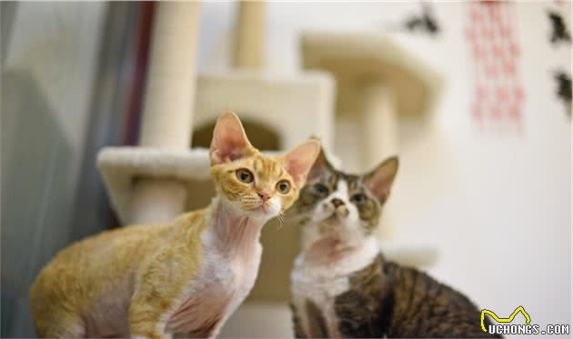 德文卷毛猫，现实中的“外星人猫”，堪称比布偶猫完美