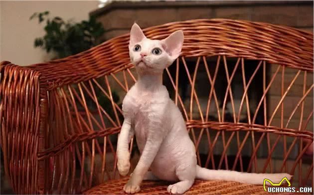 德文卷毛猫，现实中的“外星人猫”，堪称比布偶猫完美
