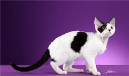 德文卷毛猫，现实中的“外星人猫”，堪称比布偶猫完美