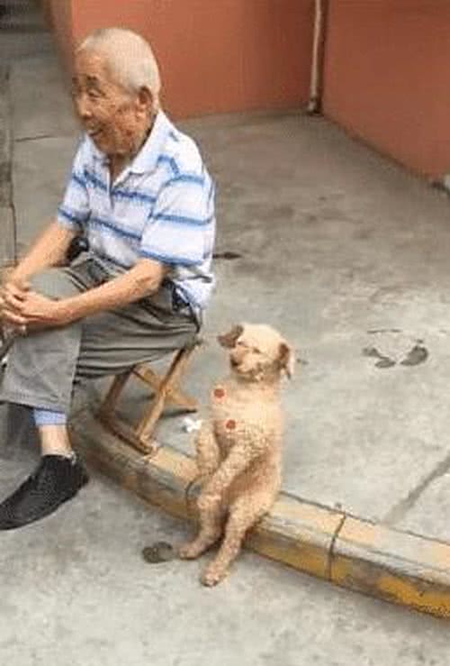 大爷和狗坐在一起，邻居看了捂着嘴笑：真不愧是一家人啊