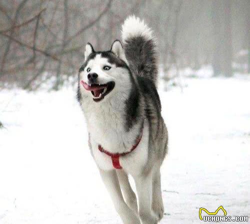 哈士奇超级难养，要从拉雪橇说起！养了的主人后悔了吗？