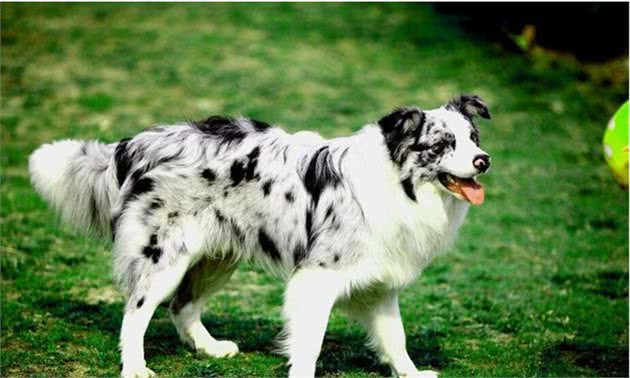 为何“边境牧羊犬”不能做警犬？给你这些理由，够不够