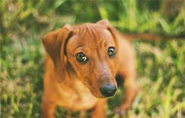 非常讨人喜欢的腊肠犬，优点不少，为什么饲养的人不多？
