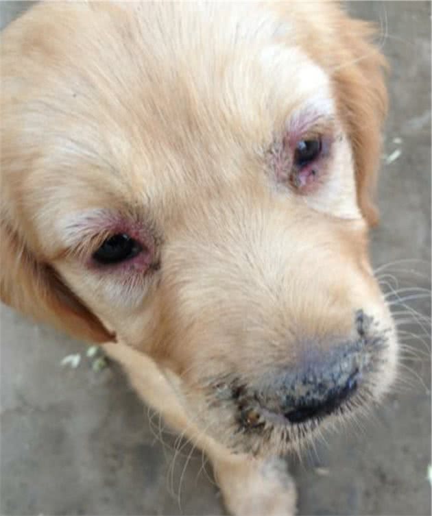 宠物医生：和宠物主人聊一聊犬瘟这种传染病，分享一些治疗药物