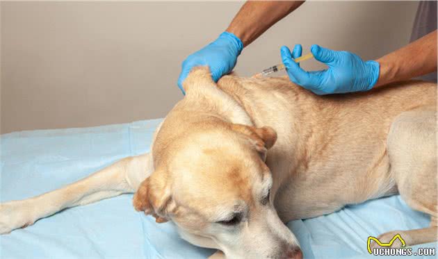 宠物医生：和宠物主人聊一聊犬瘟这种传染病，分享一些治疗药物