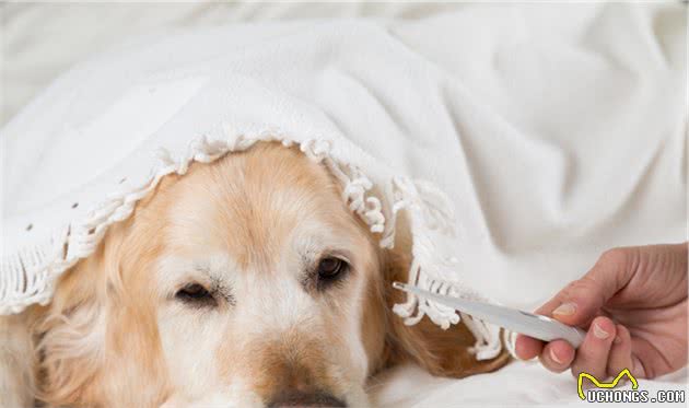 宠物医生：和宠物主人聊一聊犬瘟这种传染病，分享一些治疗药物
