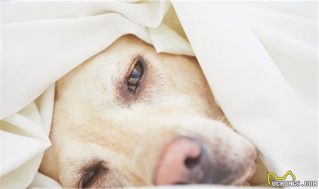 宠物医生：和宠物主人聊一聊犬瘟这种传染病，分享一些治疗药物