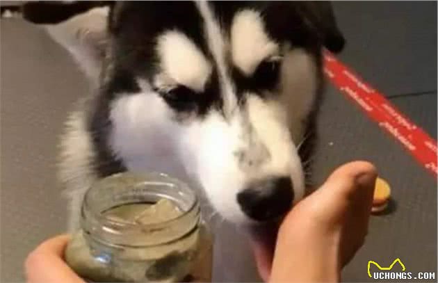 狗狗爱舔主人的手脚，它究竟想表达什么？
