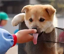 狗狗爱舔主人的手脚，它究竟想表达什么？