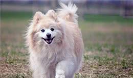 原来狗狗护食这么可怕，不及时纠正就晚了