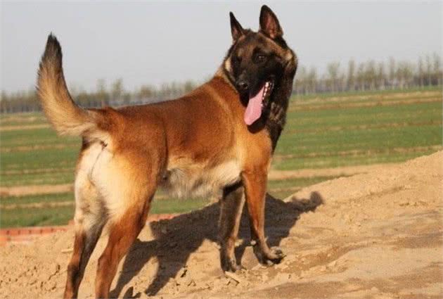 马犬，在军警界敢于挑战德牧，是因它具有独特的“军人素质”