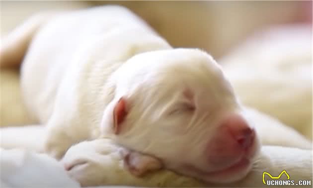 稀有牧羊犬一窝生17只小狗！主人一家出动，18个小时才接生完