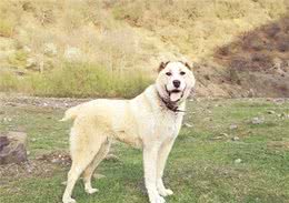 稀有牧羊犬一窝生17只小狗！主人一家出动，18个小时才接生完