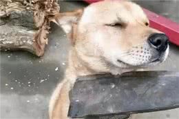 狗狗认错积极，但就是不改？教你看透它的小心机，不要中它的圈套