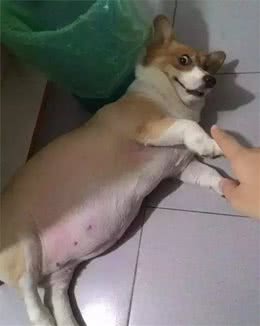 这些狗子一看就是奶奶养大的！一个个胖的像行走的煤气罐！
