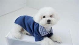 狗狗拉肚子了怎么办狗子有点拉肚子