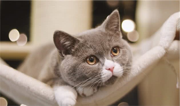 世界上最好养的5种猫咪，你有养过么？