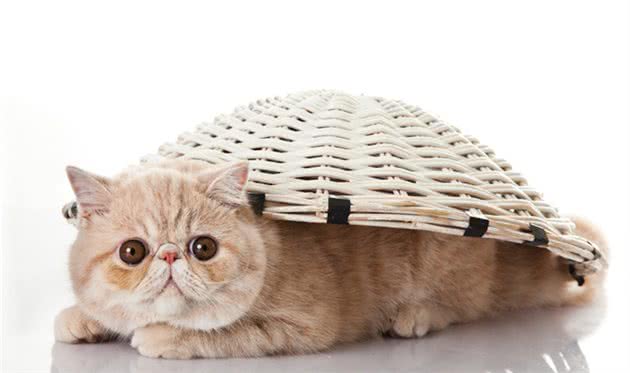 世界上最好养的5种猫咪，你有养过么？