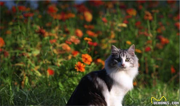 比橘猫还能吃！超大体型猫咪，“吃穷”主人很简单
