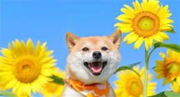 如何判断一只柴犬是否健康？只要看这几个地方，就能一目了然
