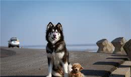 狗狗肠胃不好：饮食方面，应该注意些什么