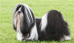 寻根问祖系列（119）：西施犬（ShihTzu）