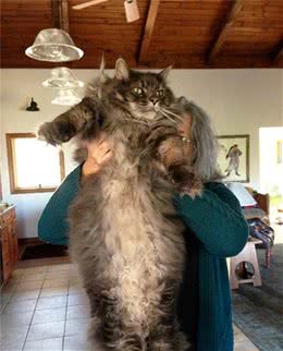 世界上最大的猫，你知道是什么吗？