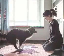 宠物肥胖是福还是祸？