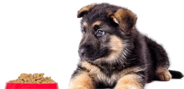 幼犬和关节炎没有关系？主人对于幼犬的忽视，就是给关节埋下伏笔