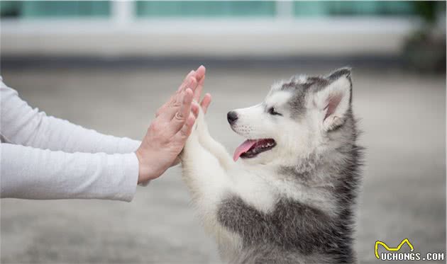 幼犬和关节炎没有关系？主人对于幼犬的忽视，就是给关节埋下伏笔