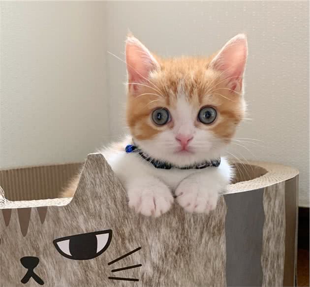 短腿猫咪一直仰面睡，四只小短腿伸直，这猫可爱到爆棚