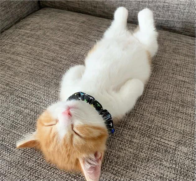 短腿猫咪一直仰面睡，四只小短腿伸直，这猫可爱到爆棚