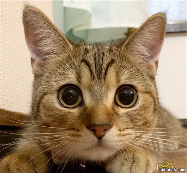 短腿猫咪一直仰面睡，四只小短腿伸直，这猫可爱到爆棚