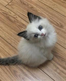 猫咪百科之布偶猫