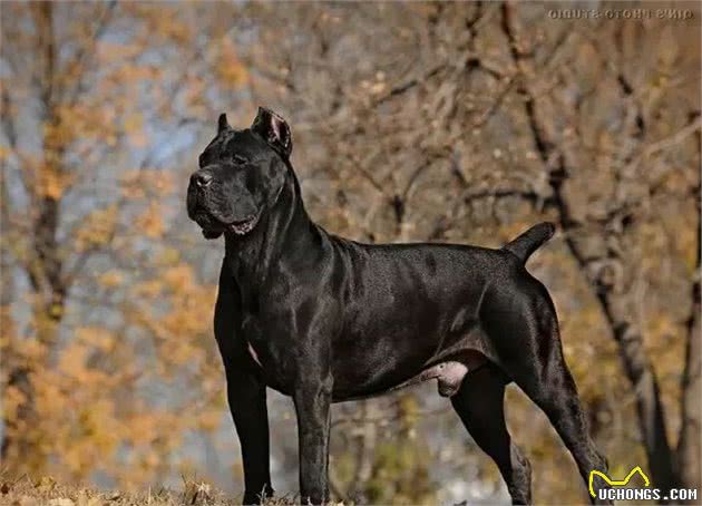 猛犬卡斯罗，一名真正的护卫杀手